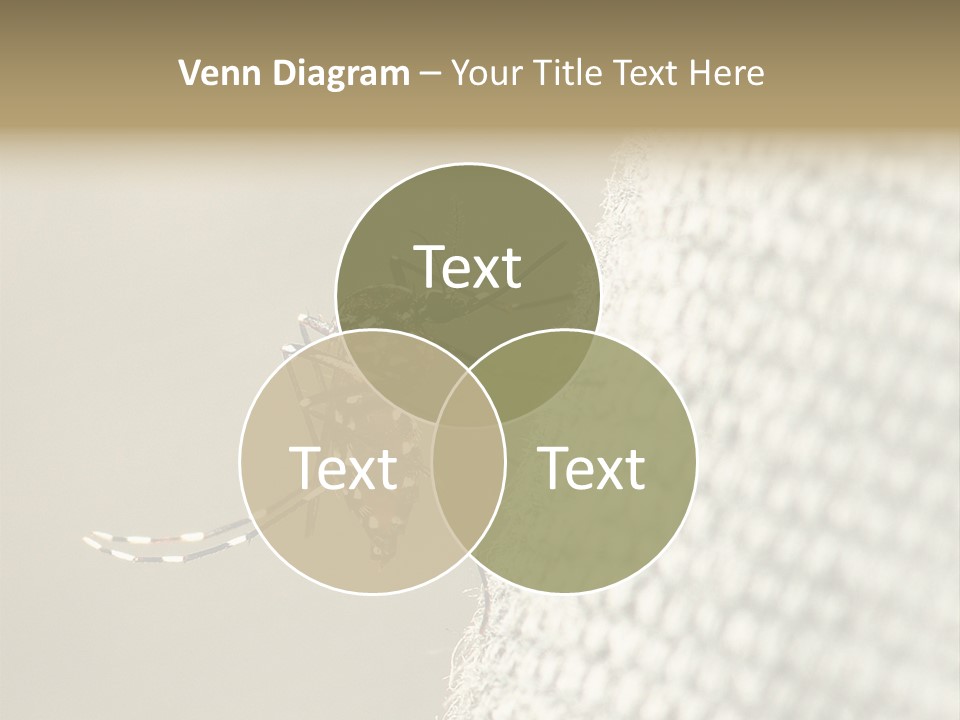 Albopictus Insect Biting PowerPoint Template