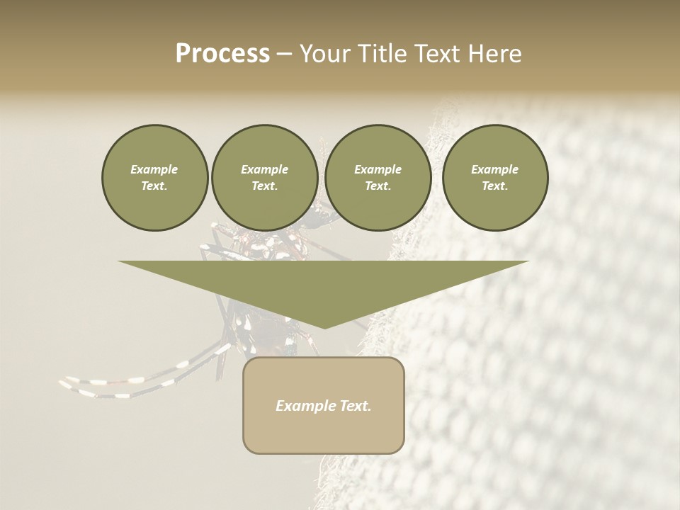 Albopictus Insect Biting PowerPoint Template