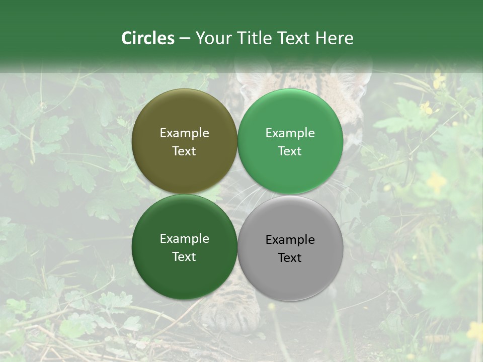 Mammal Animal Cat PowerPoint Template