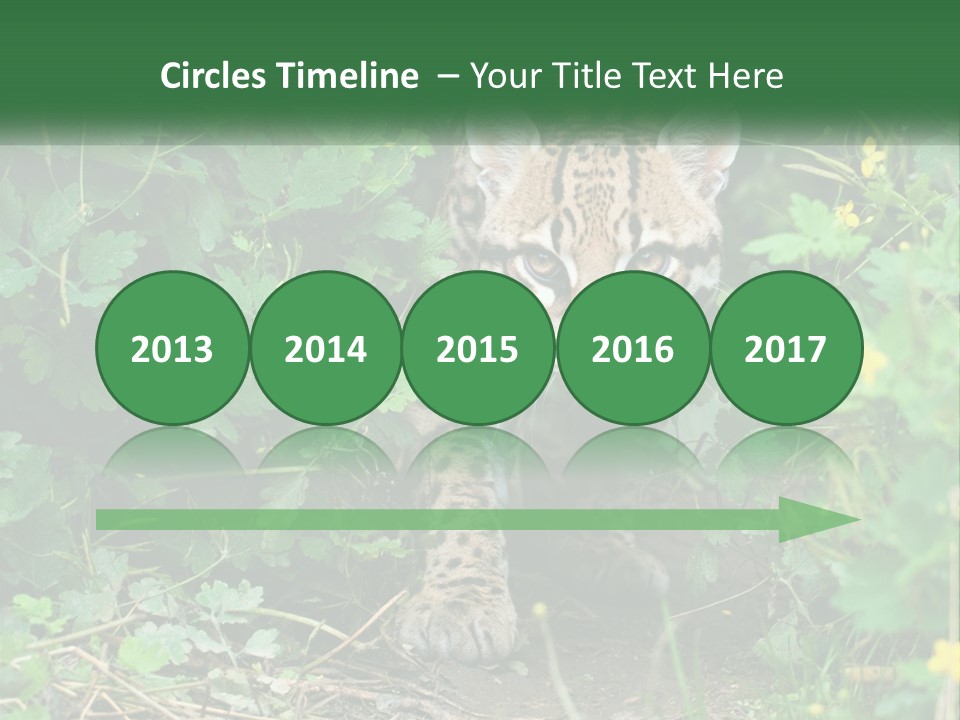 Mammal Animal Cat PowerPoint Template