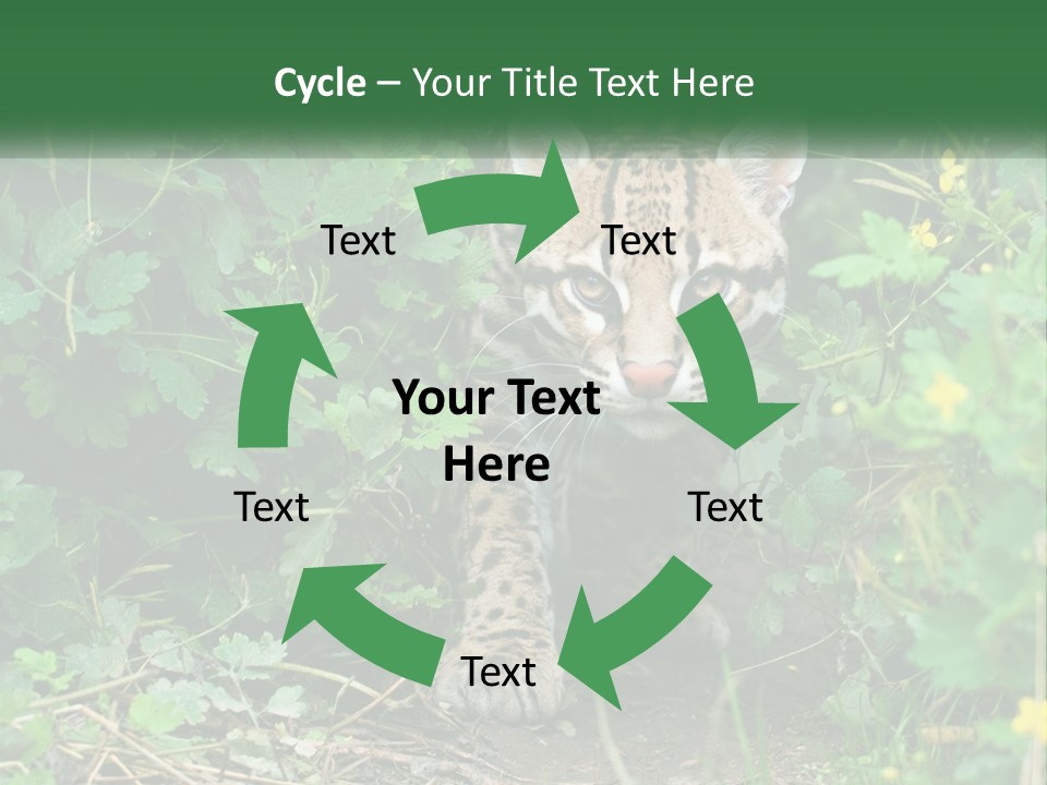 Mammal Animal Cat PowerPoint Template