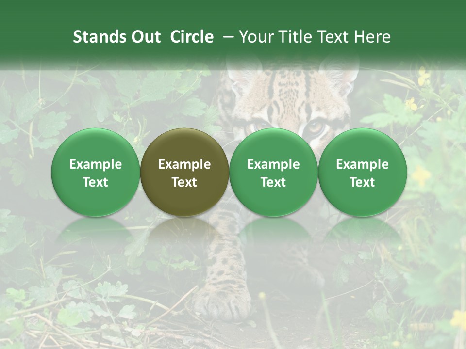 Mammal Animal Cat PowerPoint Template