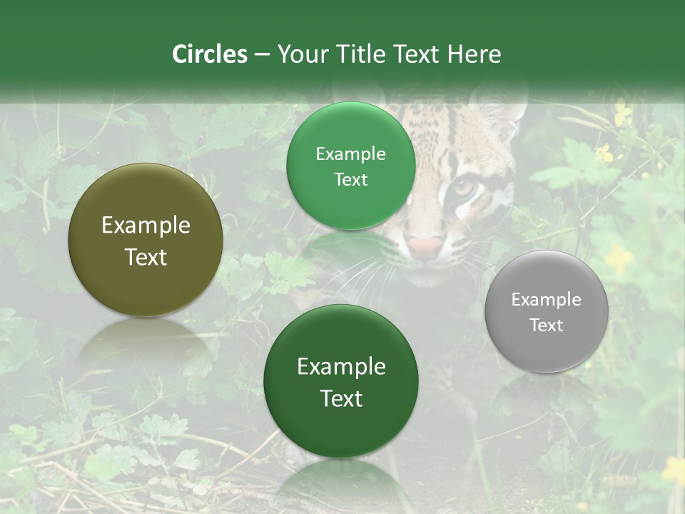 Mammal Animal Cat PowerPoint Template