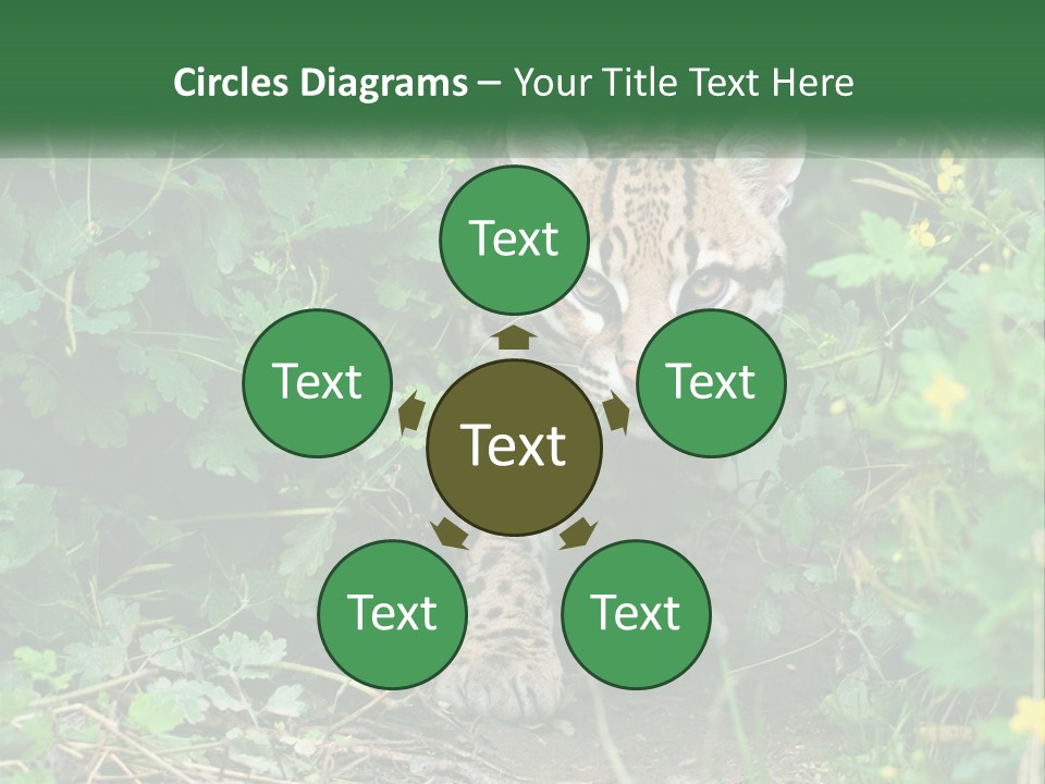 Mammal Animal Cat PowerPoint Template