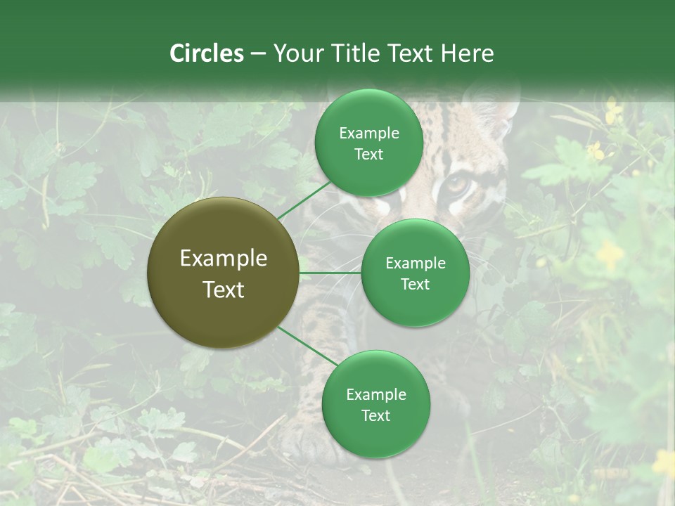 Mammal Animal Cat PowerPoint Template