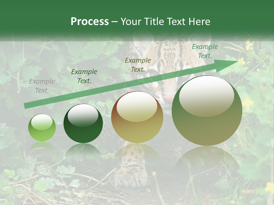 Mammal Animal Cat PowerPoint Template