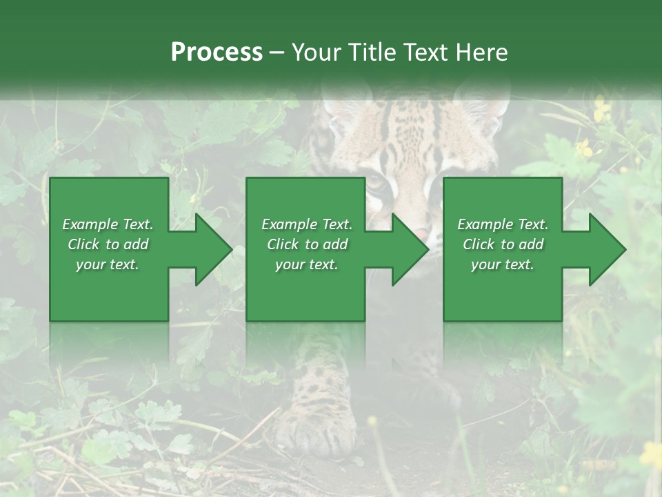 Mammal Animal Cat PowerPoint Template