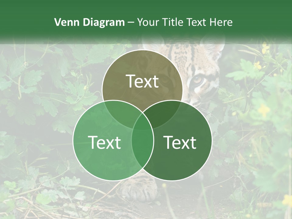 Mammal Animal Cat PowerPoint Template