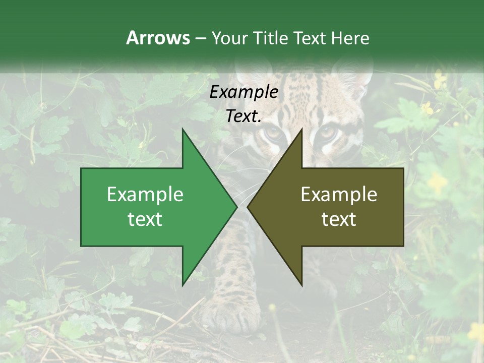 Mammal Animal Cat PowerPoint Template