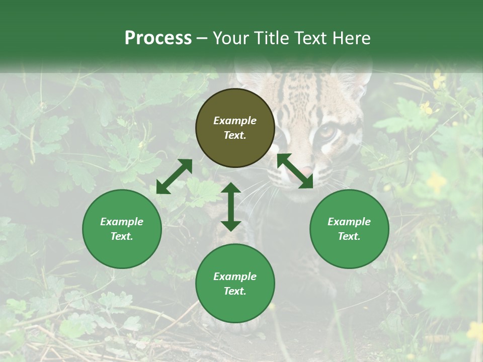 Mammal Animal Cat PowerPoint Template