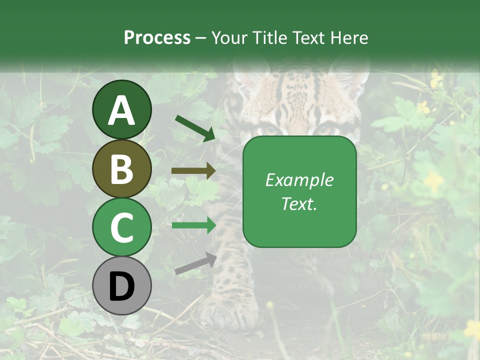 Mammal Animal Cat PowerPoint Template