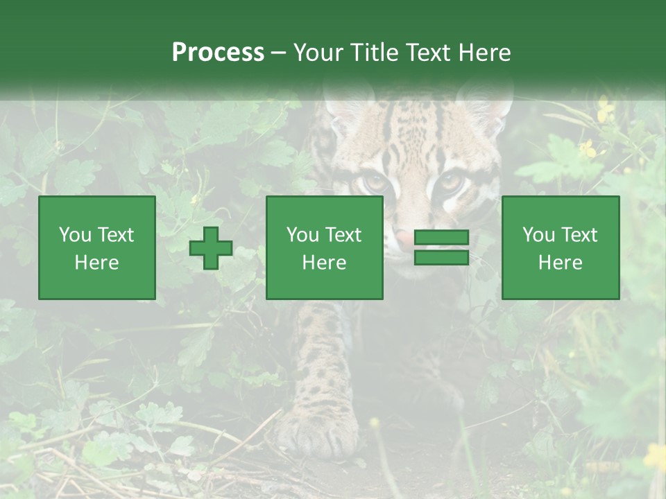 Mammal Animal Cat PowerPoint Template