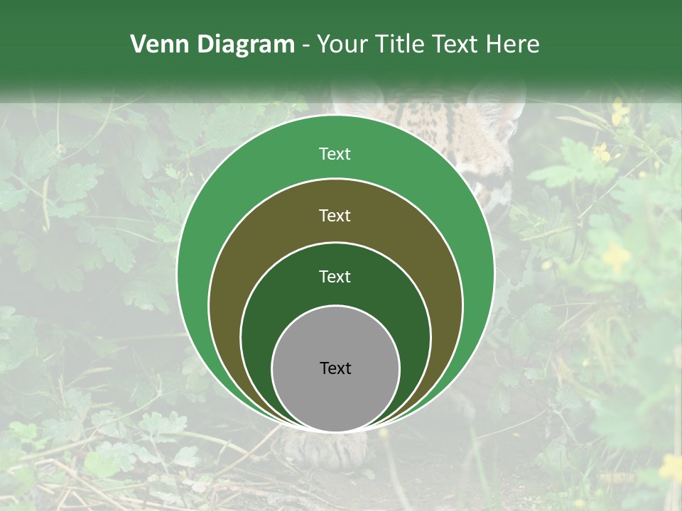 Mammal Animal Cat PowerPoint Template