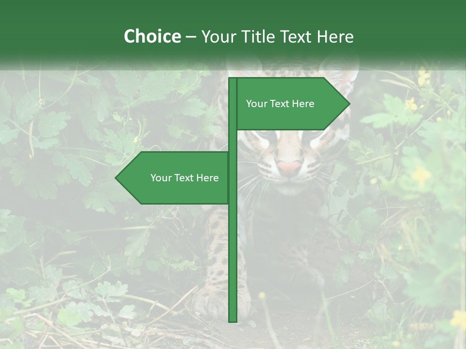 Mammal Animal Cat PowerPoint Template