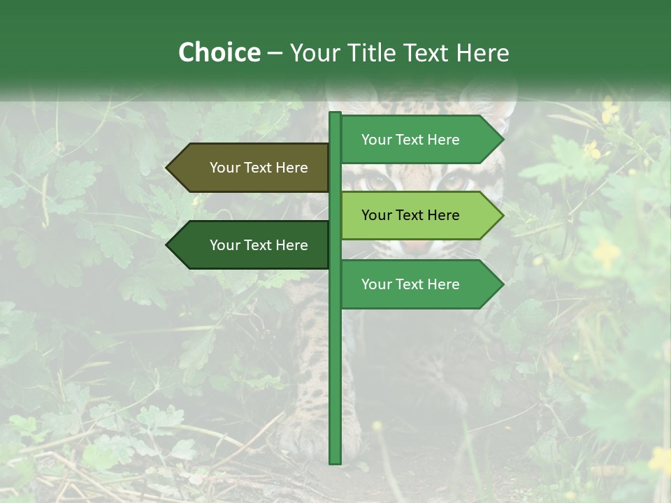 Mammal Animal Cat PowerPoint Template