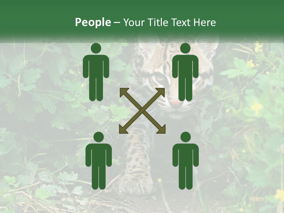 Mammal Animal Cat PowerPoint Template