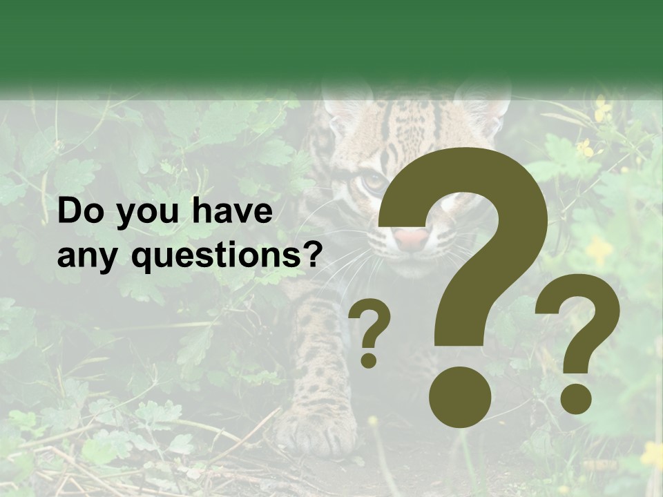 Mammal Animal Cat PowerPoint Template