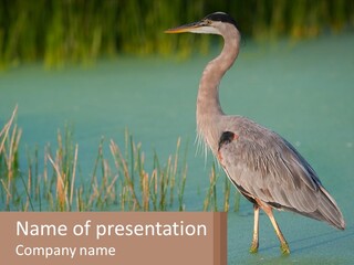 Wildlife Wetland Nature PowerPoint Template