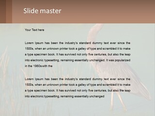 Wildlife Wetland Nature PowerPoint Template