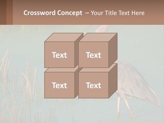 Wildlife Wetland Nature PowerPoint Template