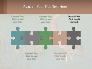 Wildlife Wetland Nature PowerPoint Template