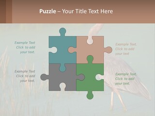 Wildlife Wetland Nature PowerPoint Template