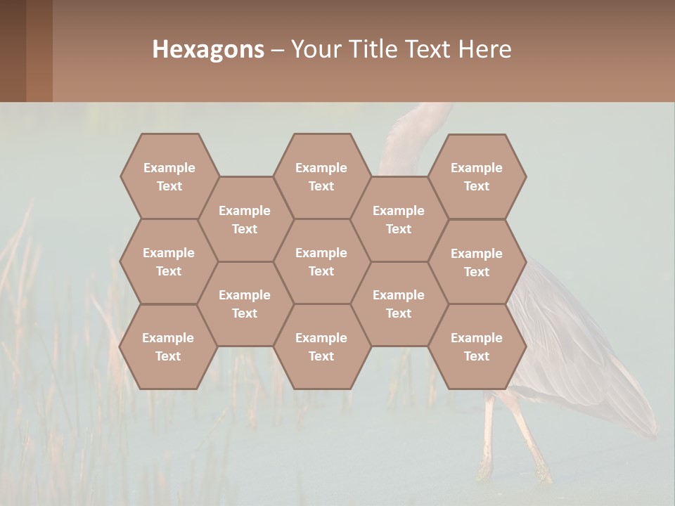 Wildlife Wetland Nature PowerPoint Template
