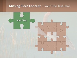 Wildlife Wetland Nature PowerPoint Template