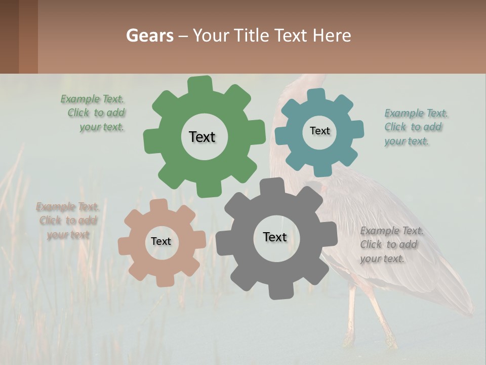 Wildlife Wetland Nature PowerPoint Template