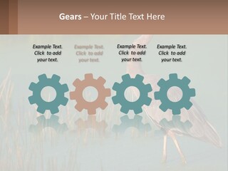 Wildlife Wetland Nature PowerPoint Template