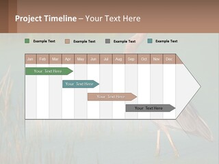 Wildlife Wetland Nature PowerPoint Template