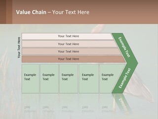 Wildlife Wetland Nature PowerPoint Template