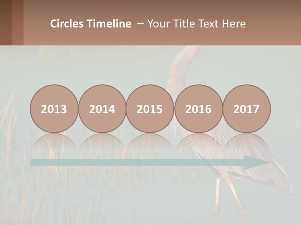 Wildlife Wetland Nature PowerPoint Template