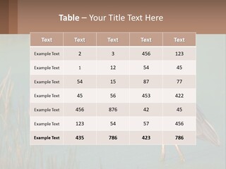 Wildlife Wetland Nature PowerPoint Template