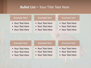 Wildlife Wetland Nature PowerPoint Template