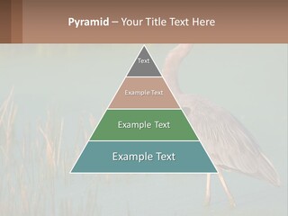 Wildlife Wetland Nature PowerPoint Template