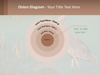 Wildlife Wetland Nature PowerPoint Template