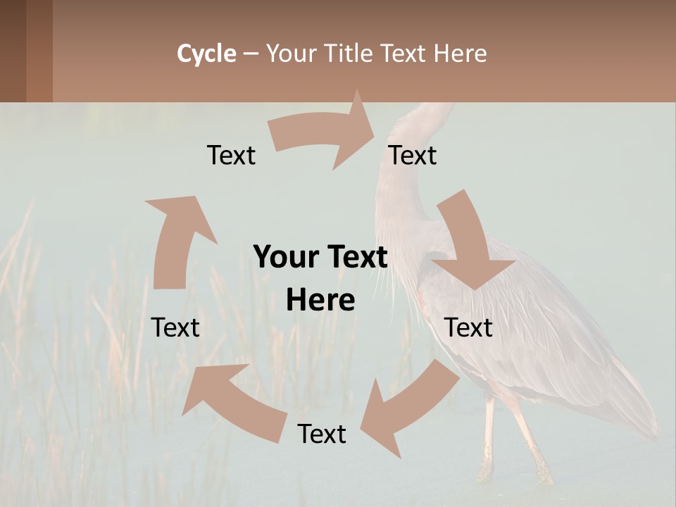 Wildlife Wetland Nature PowerPoint Template