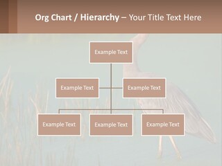 Wildlife Wetland Nature PowerPoint Template