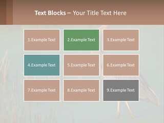 Wildlife Wetland Nature PowerPoint Template