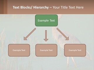 Wildlife Wetland Nature PowerPoint Template
