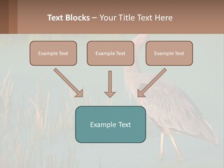 Wildlife Wetland Nature PowerPoint Template