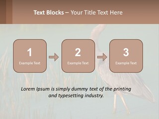 Wildlife Wetland Nature PowerPoint Template