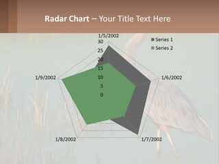 Wildlife Wetland Nature PowerPoint Template