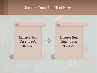 Wildlife Wetland Nature PowerPoint Template