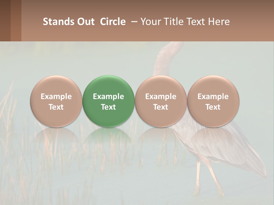 Wildlife Wetland Nature PowerPoint Template