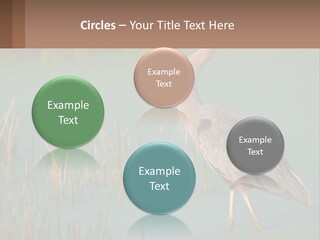 Wildlife Wetland Nature PowerPoint Template