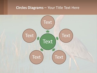 Wildlife Wetland Nature PowerPoint Template