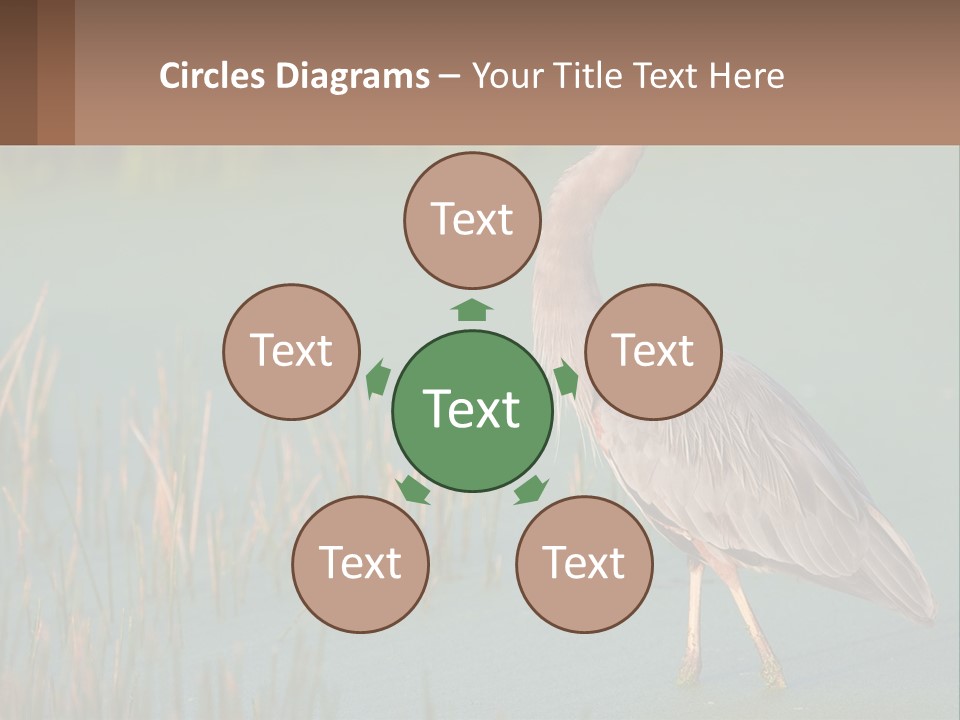 Wildlife Wetland Nature PowerPoint Template