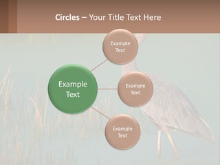 Wildlife Wetland Nature PowerPoint Template